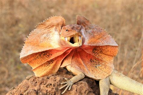 Lonesome Lizards: Ontdek de wereld van avontuur en reptielenliefde!